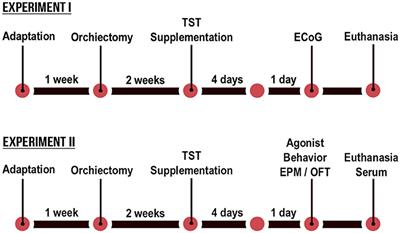 Alteration of Testosterone Levels Changes Brain Wave Activity Patterns and Induces Aggressive Behavior in Rats